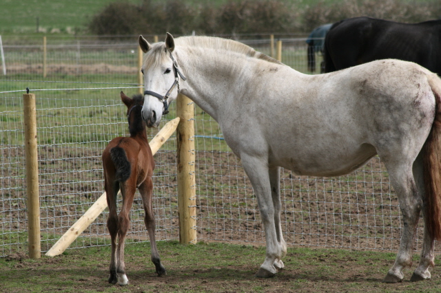 Silverbrooke Andalusians